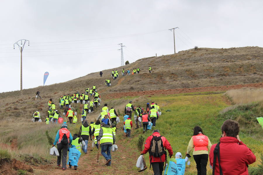 Trabajadores de Campofrío plantan mil sabinas para repoblar una zona que sufrió un incendio