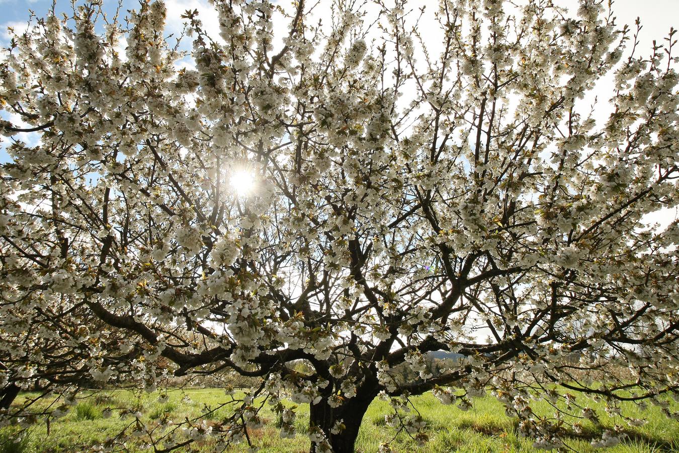 Explosión de color en el Jerte berciano
