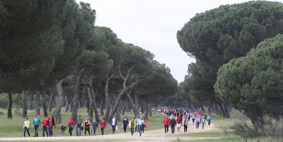 XXXIX edición de la Marcha de Asprona (2/2)