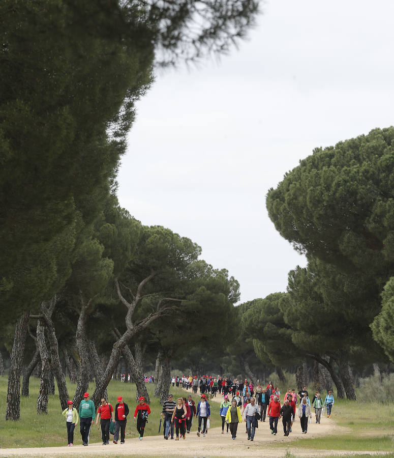 XXXIX edición de la Marcha de Asprona (2/2)