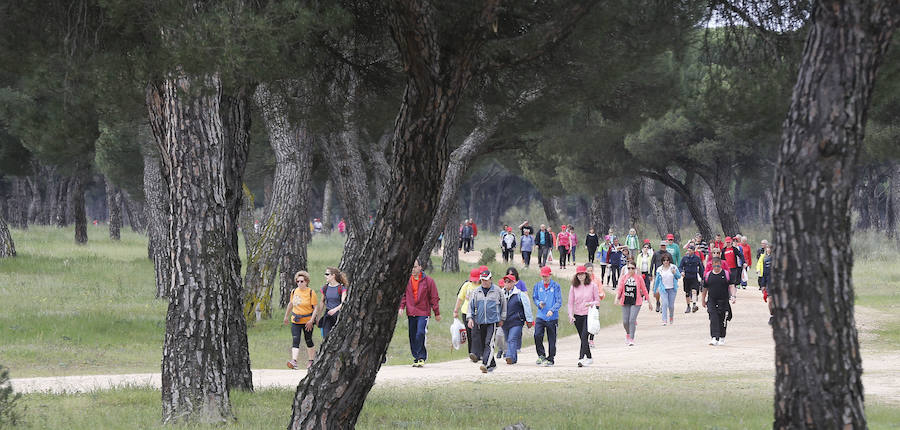 XXXIX edición de la Marcha de Asprona (2/2)