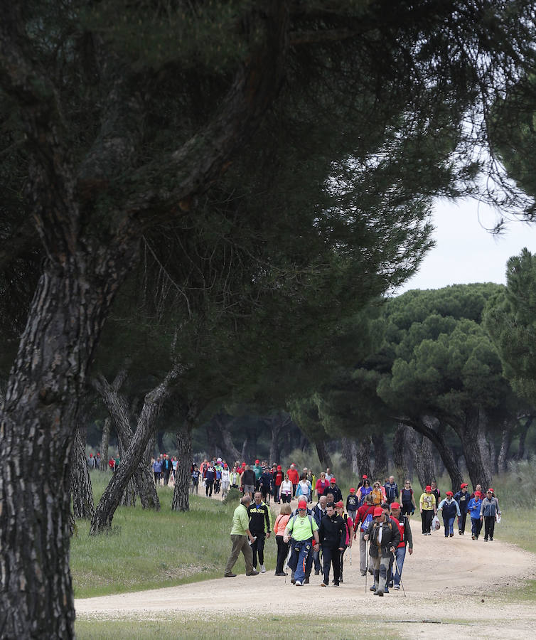 XXXIX edición de la Marcha de Asprona (2/2)