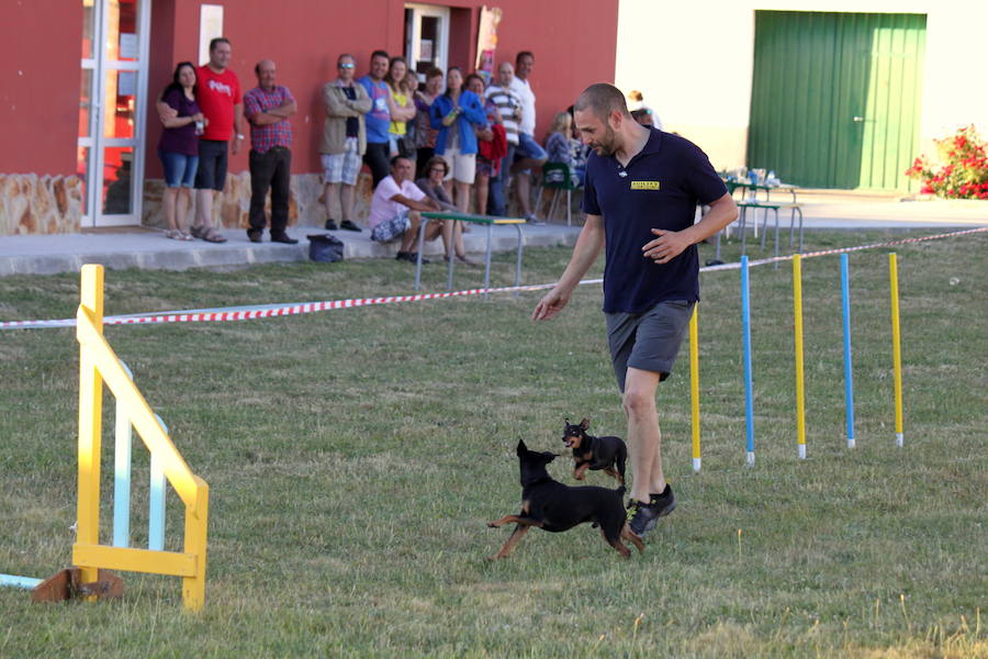 Exhibición canina en Hornillos (Palencia)