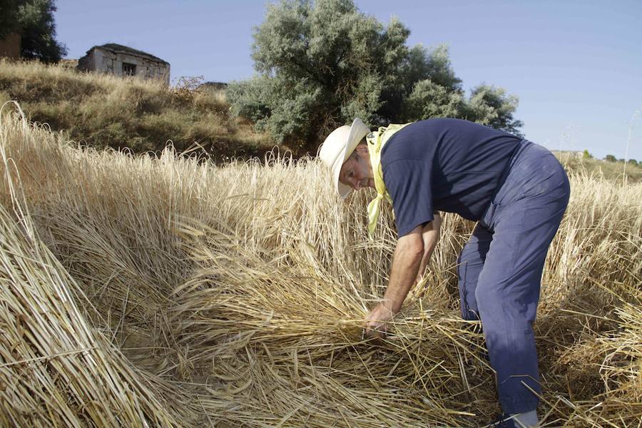 XIII Aniversario del Día de la Siega en Castrillo de Duero (Valladolid)