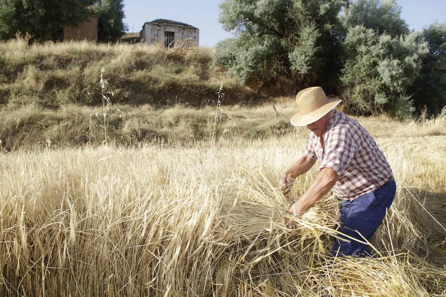 XIII Aniversario del Día de la Siega en Castrillo de Duero (Valladolid)