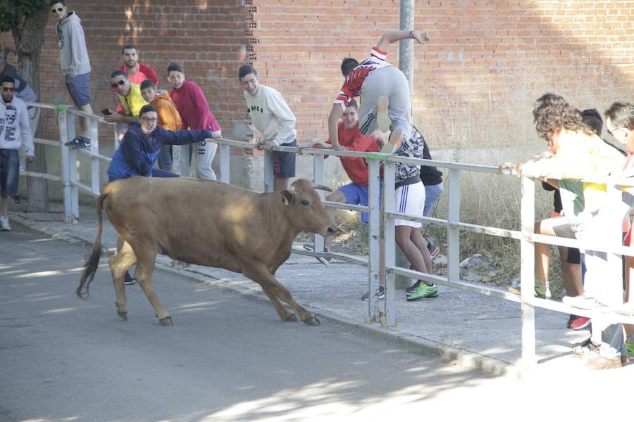 Capea y primer encierro en Campaspero