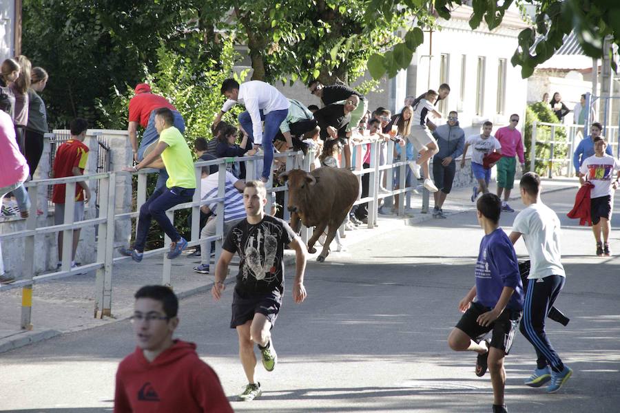 Capea y primer encierro en Campaspero