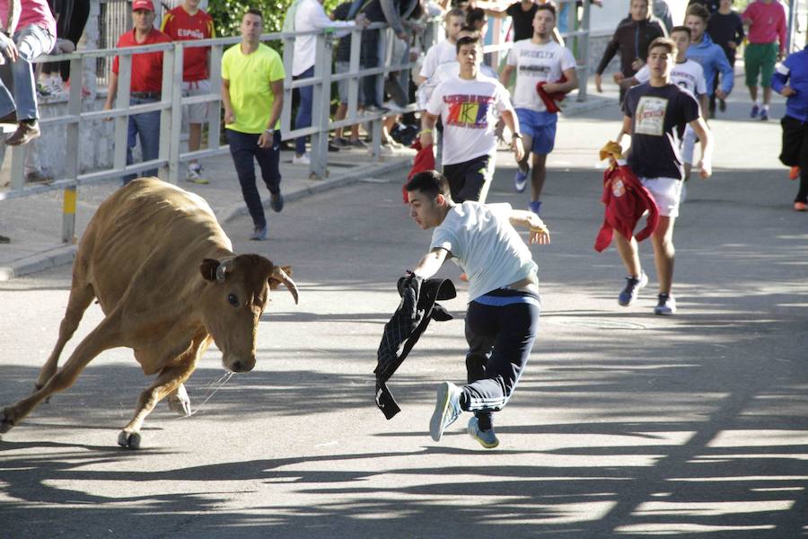 Capea y primer encierro en Campaspero