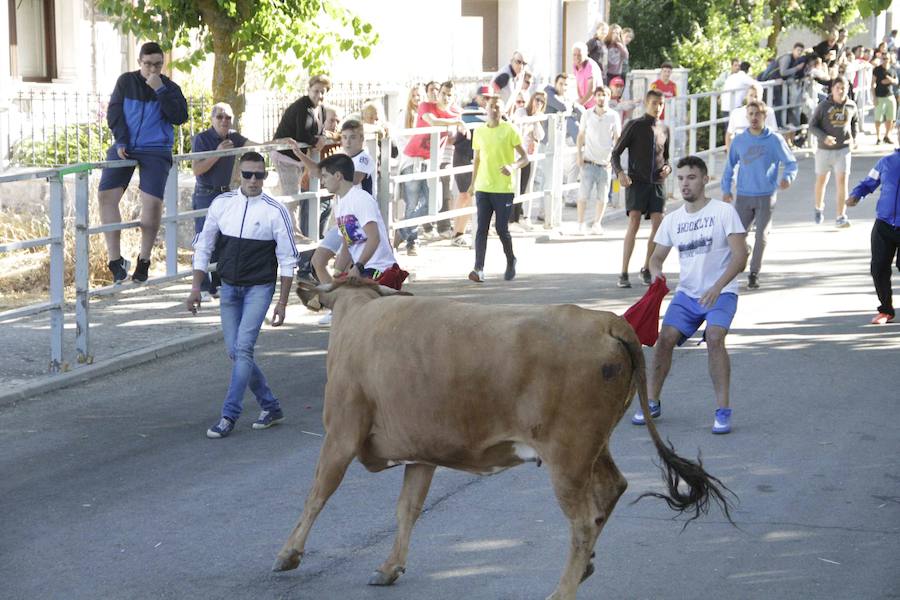 Capea y primer encierro en Campaspero
