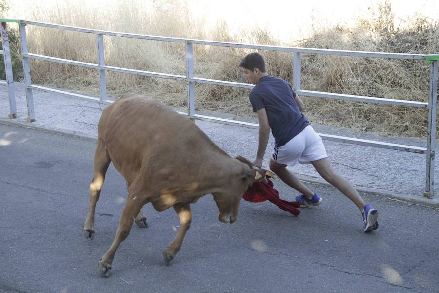 Capea y primer encierro en Campaspero