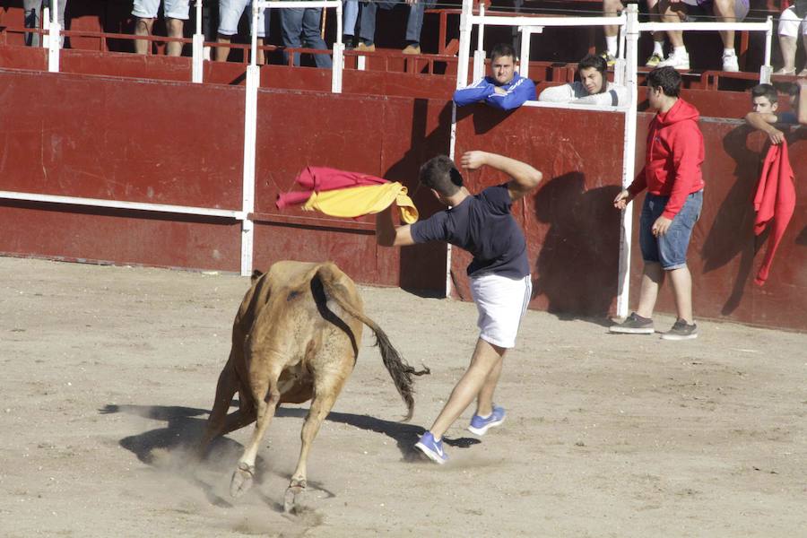 Capea y primer encierro en Campaspero