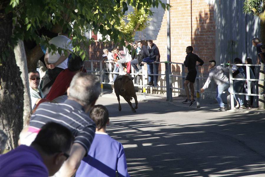 Capea y primer encierro en Campaspero