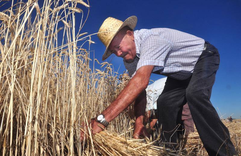 Fiesta de la siega en Nava del Rey