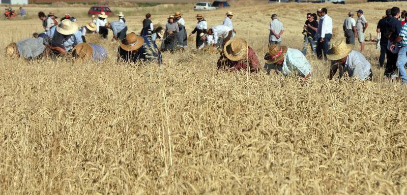 Fiesta de la siega en Nava del Rey