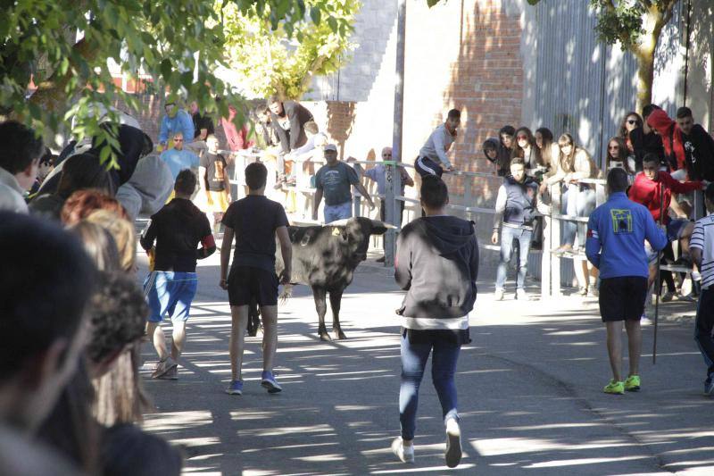 Segundo encierro y capea matinal en Campaspero