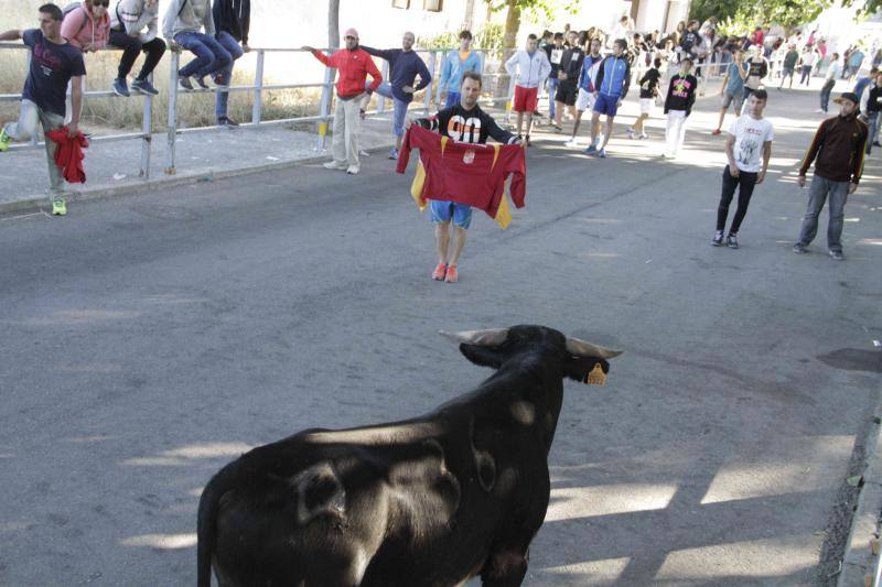 Segundo encierro y capea matinal en Campaspero