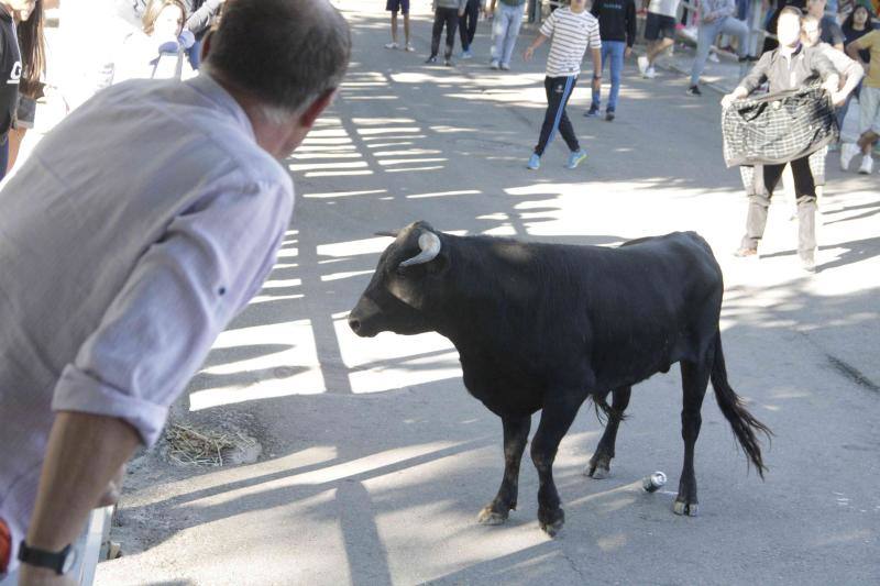 Segundo encierro y capea matinal en Campaspero
