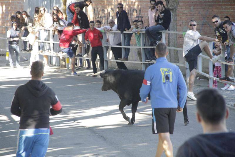 Segundo encierro y capea matinal en Campaspero