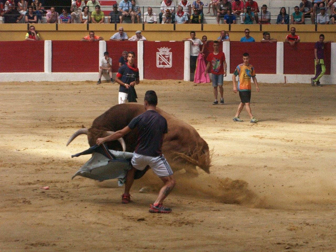 Encierro campero y probadilla en las fiestas de Íscar