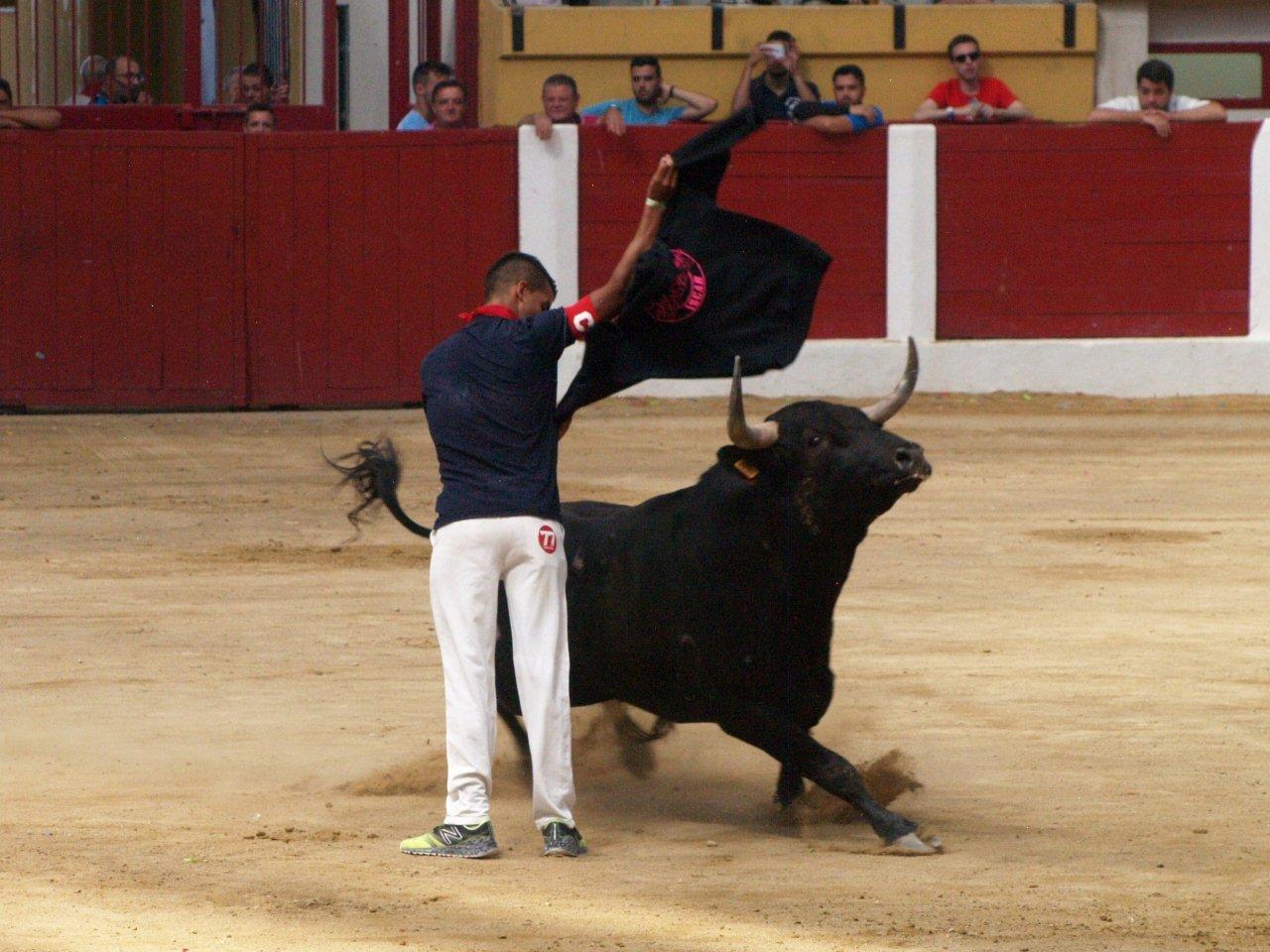 Encierro campero y probadilla en las fiestas de Íscar