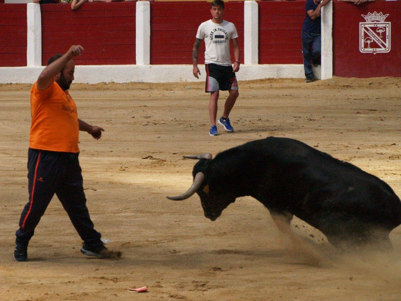 Encierro campero y probadilla en las fiestas de Íscar