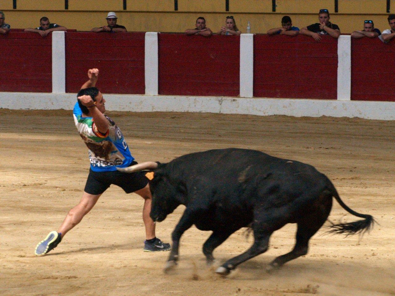 Encierro campero y probadilla en las fiestas de Íscar