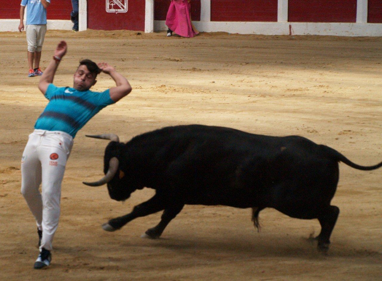 Encierro campero y probadilla en las fiestas de Íscar