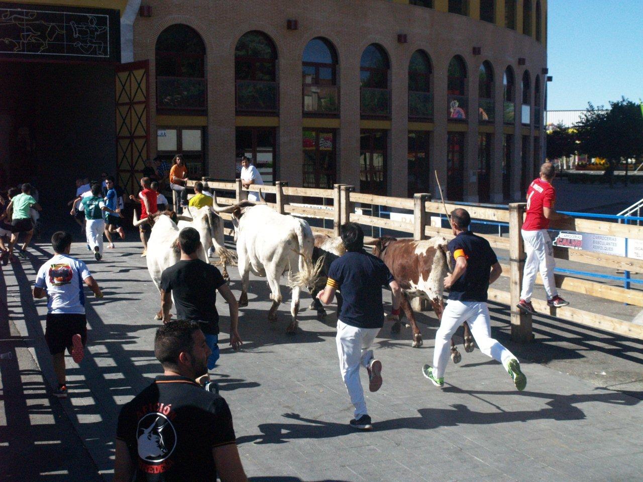Encierro campero y probadilla en las fiestas de Íscar