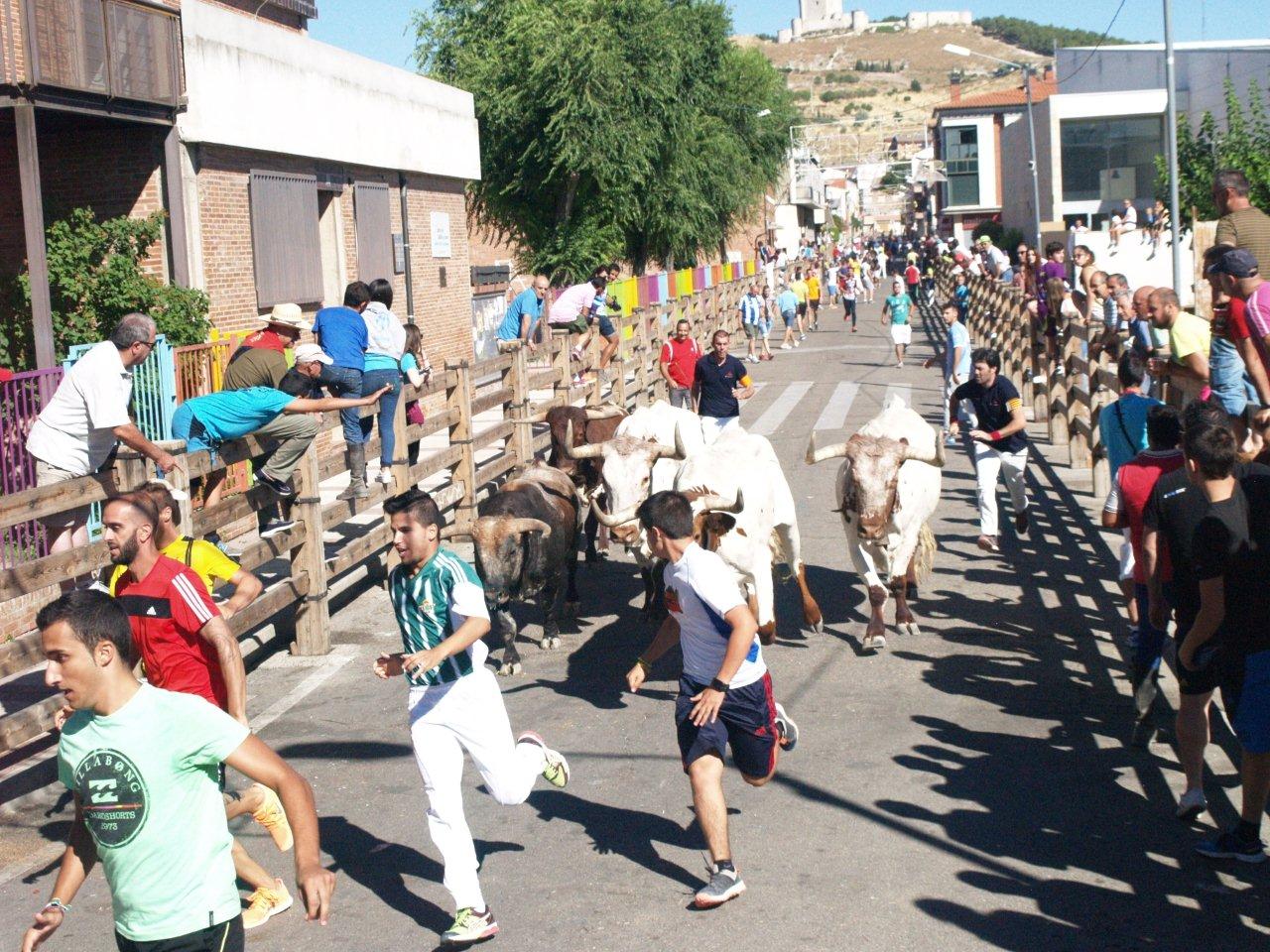 Encierro campero y probadilla en las fiestas de Íscar