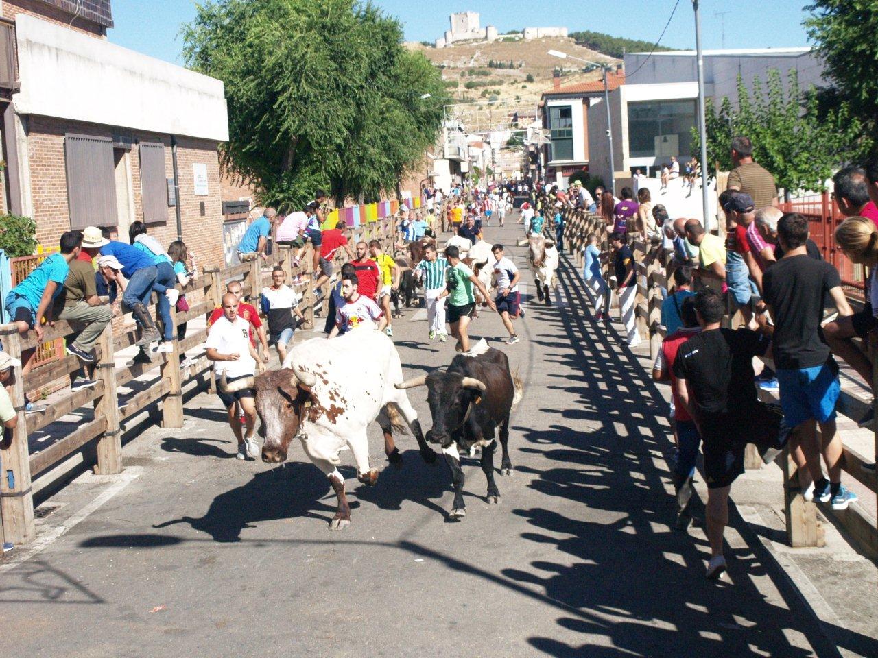Encierro campero y probadilla en las fiestas de Íscar