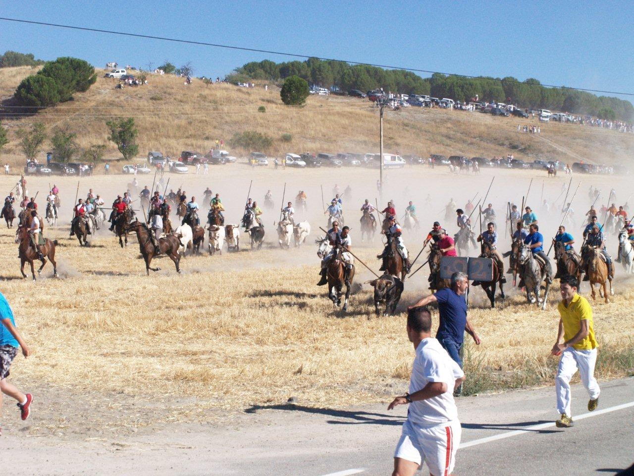 Encierro campero y probadilla en las fiestas de Íscar