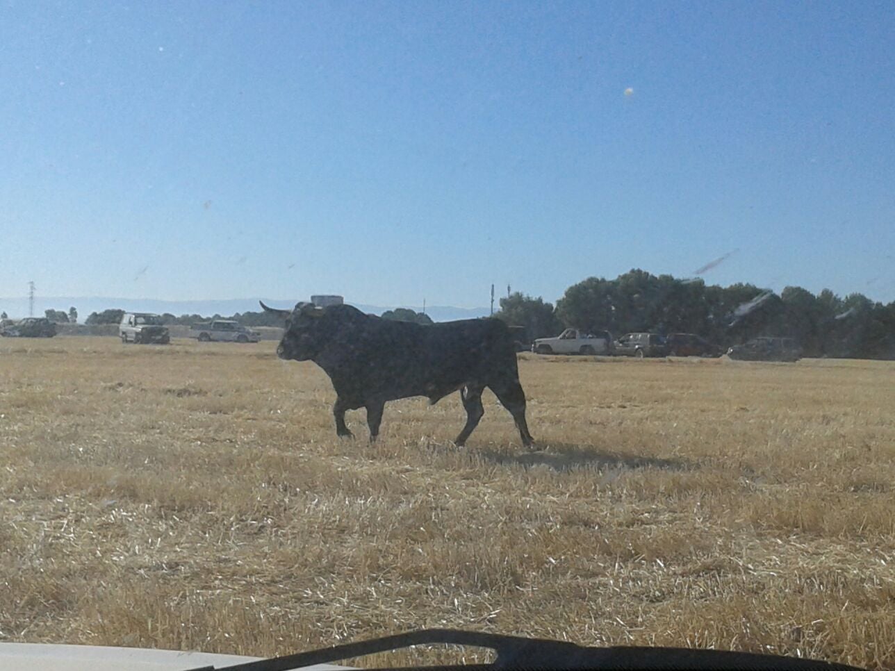 Encierro campero y probadilla en las fiestas de Íscar