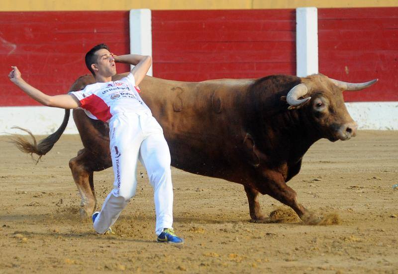 Cortes de novillos en Íscar