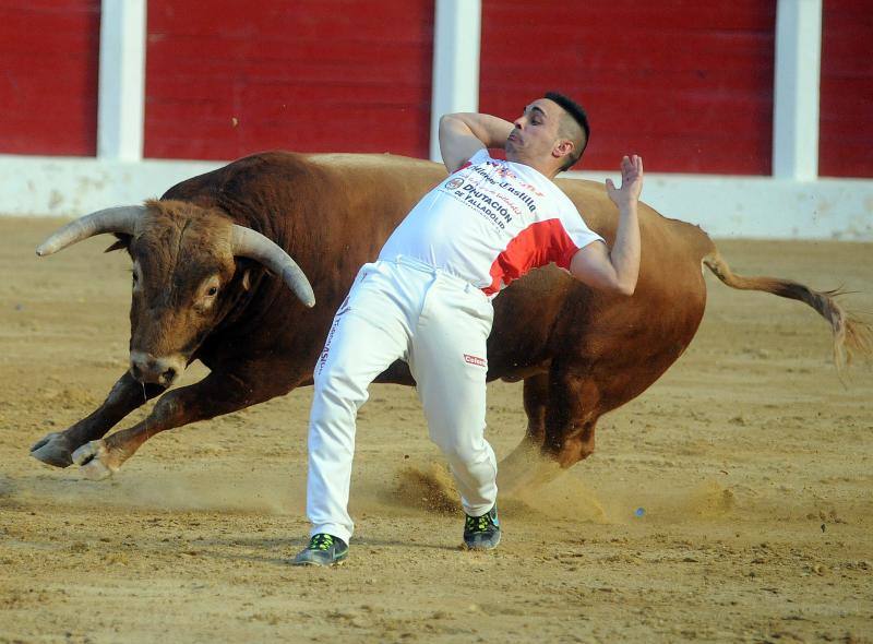 Cortes de novillos en Íscar