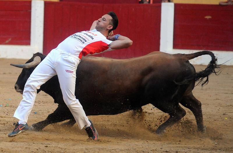 Cortes de novillos en Íscar