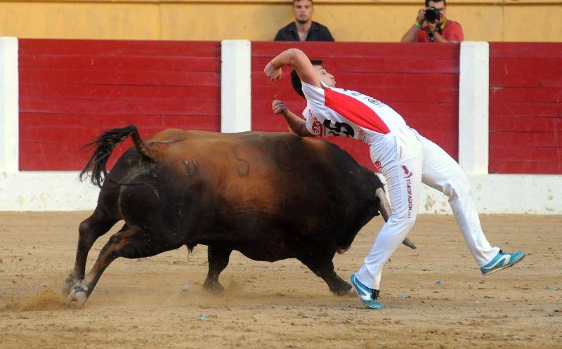 Cortes de novillos en Íscar