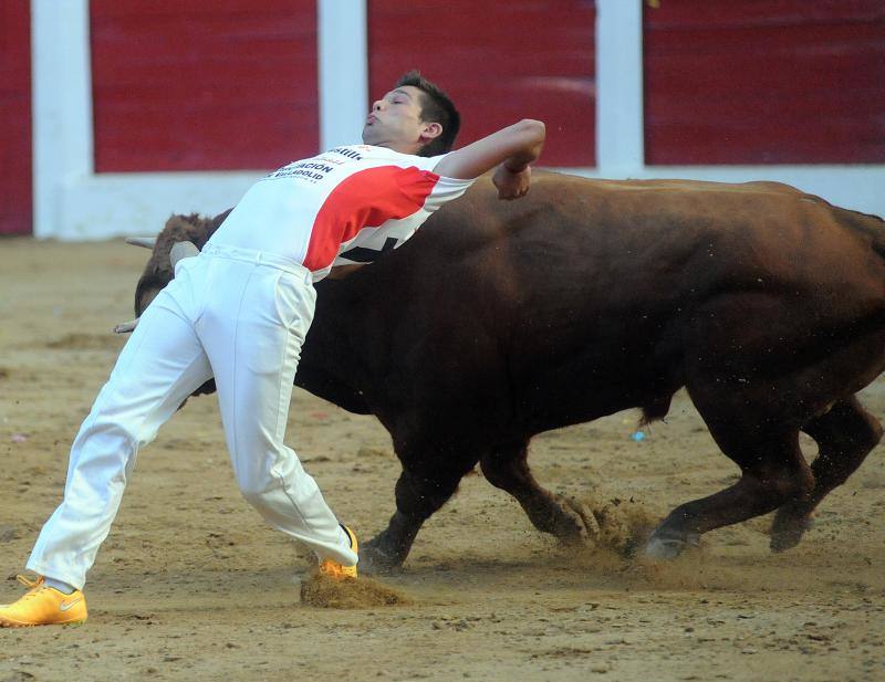 Cortes de novillos en Íscar