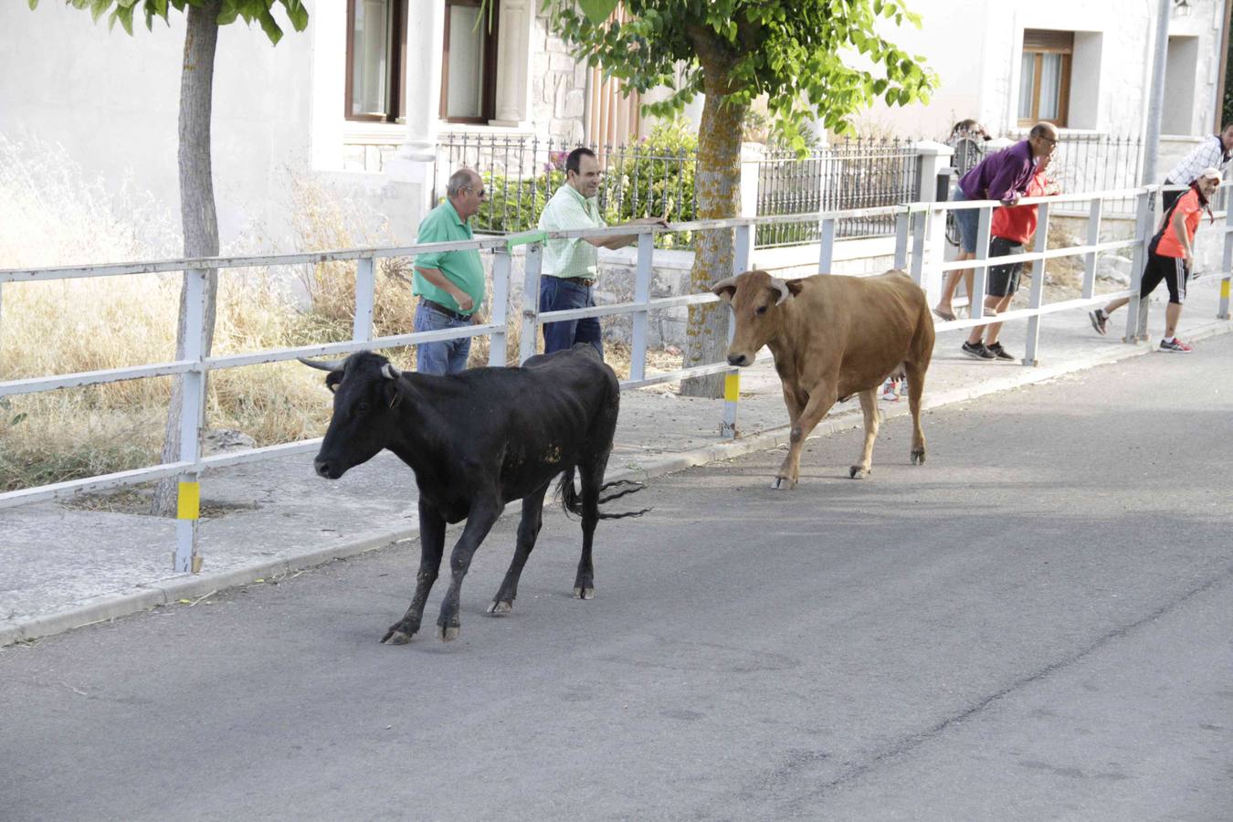 Tercer y último encierro de las fiestas de Campaspero