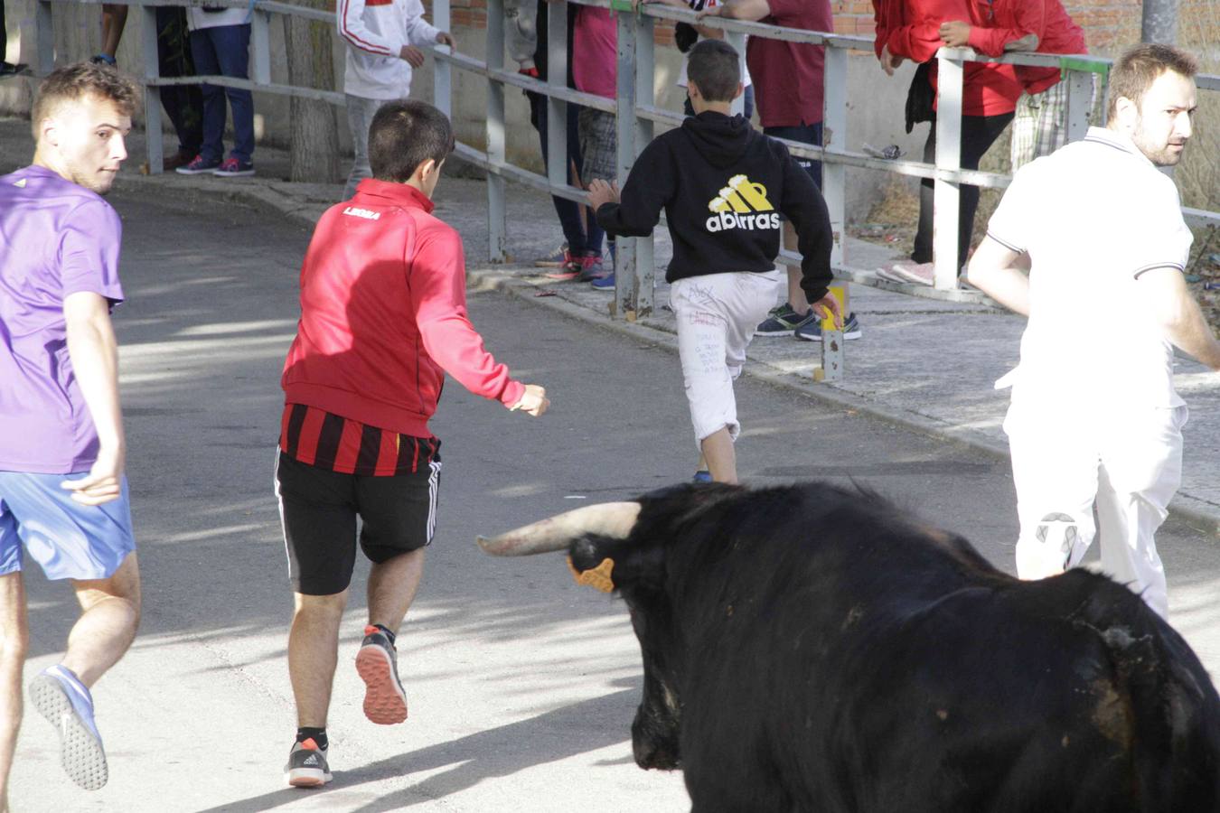 Tercer y último encierro de las fiestas de Campaspero
