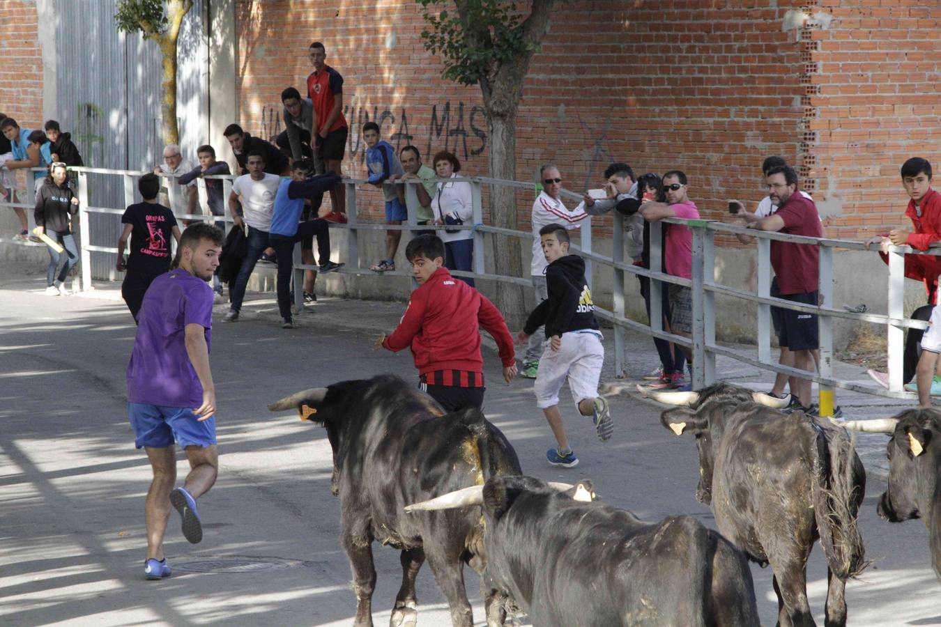 Tercer y último encierro de las fiestas de Campaspero