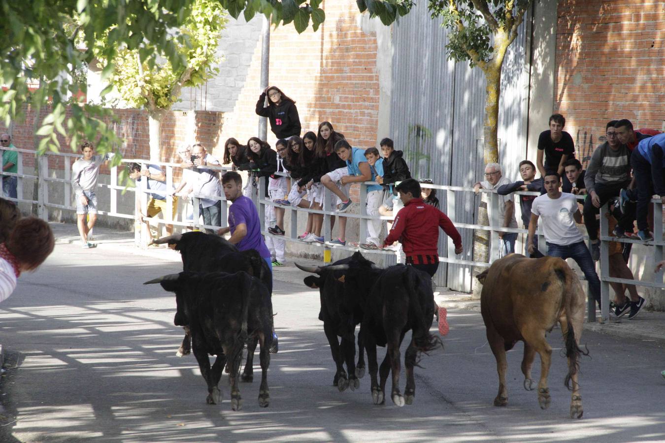 Tercer y último encierro de las fiestas de Campaspero