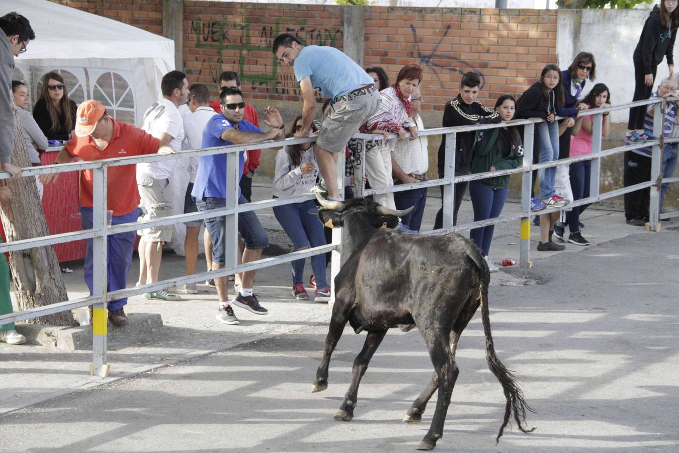 Tercer y último encierro de las fiestas de Campaspero