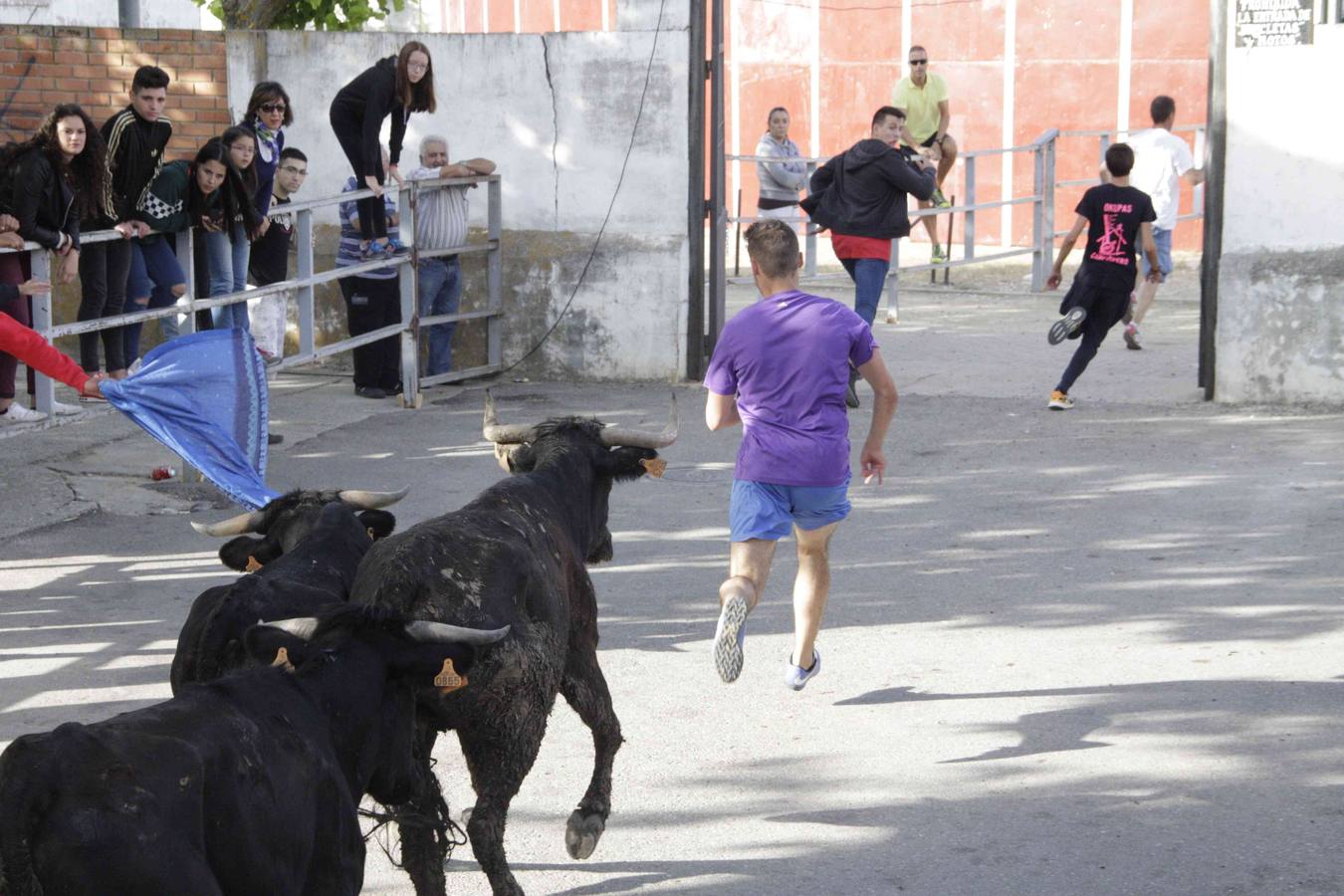 Tercer y último encierro de las fiestas de Campaspero