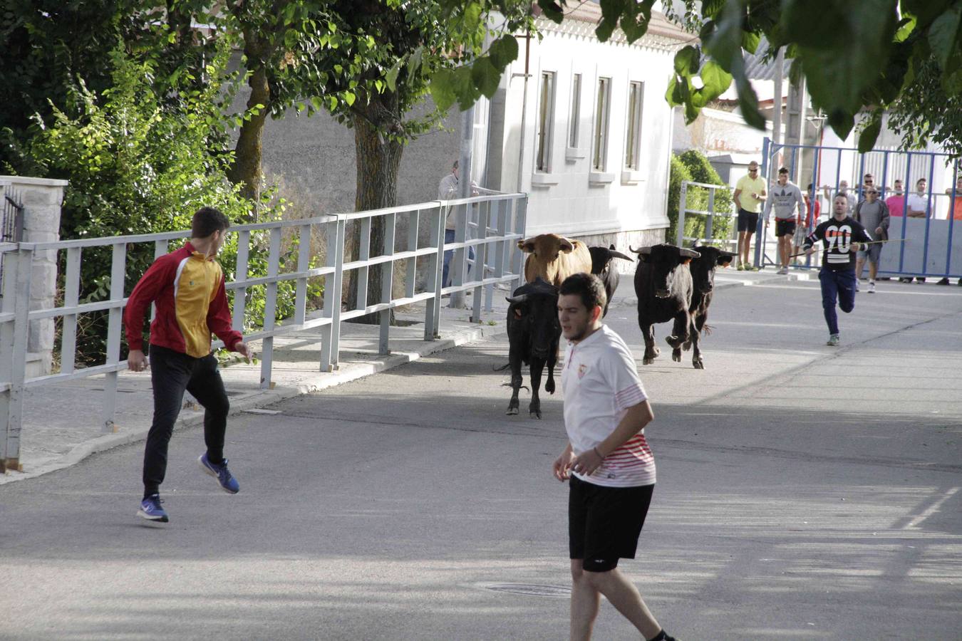 Tercer y último encierro de las fiestas de Campaspero