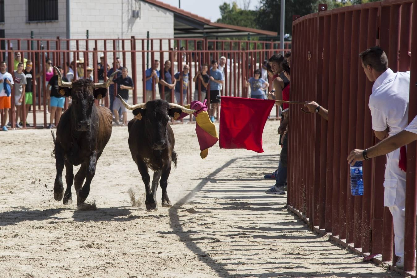 Encierro en las fiestas de Viana de Cega