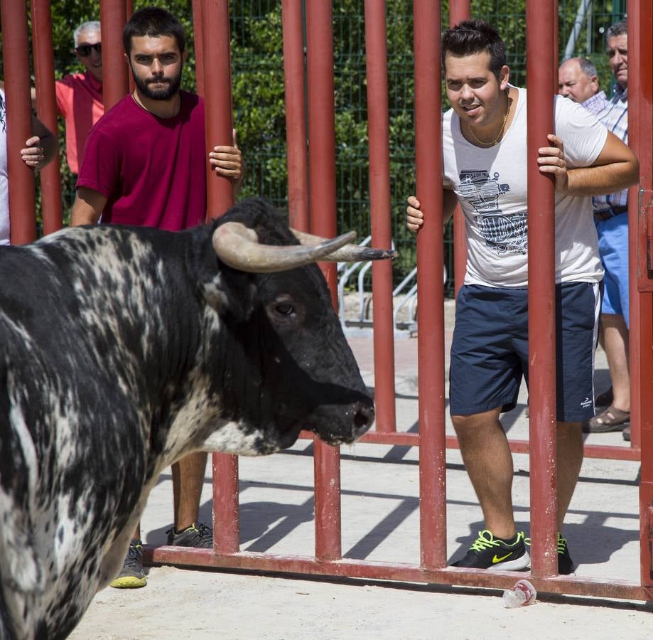 Encierro en las fiestas de Viana de Cega