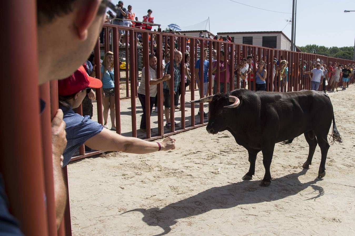 Encierro en las fiestas de Viana de Cega