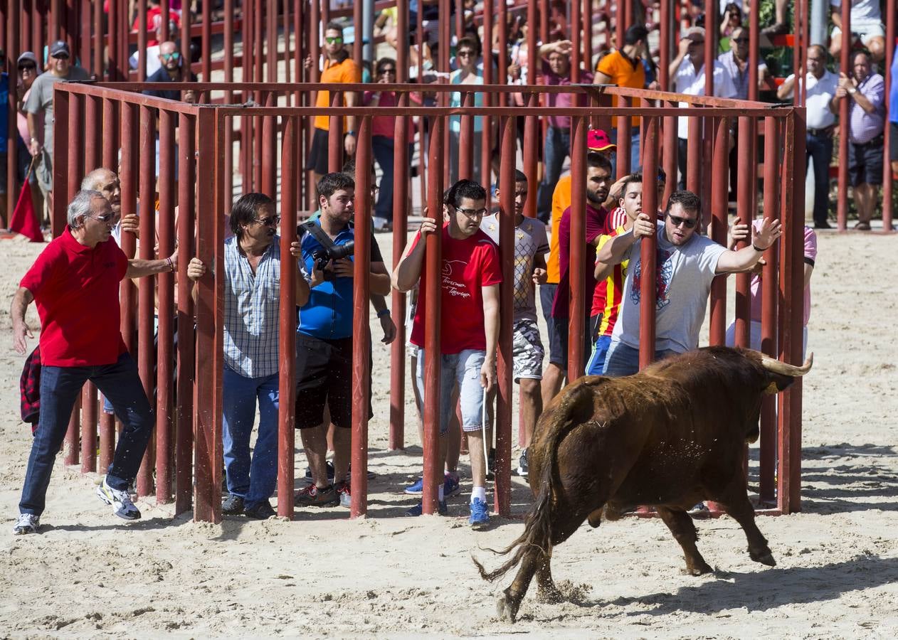 Encierro en las fiestas de Viana de Cega