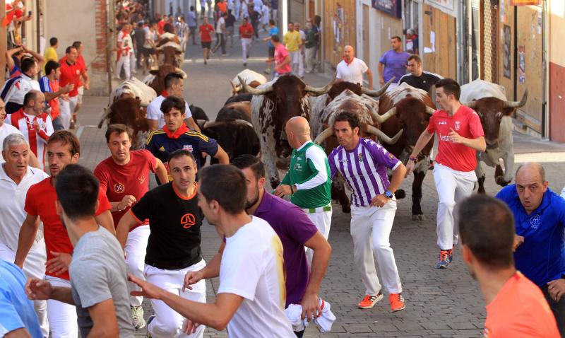 Primer encierro en Cuellar (Segovia)