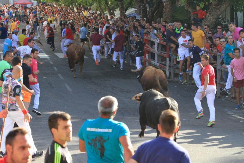 Primer encierro en Cuellar (Segovia)